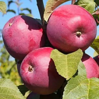 Яблоня ЗОРКА в Лиде