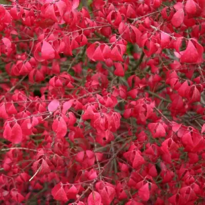 Бересклет КОМПАКТУС  в Лиде