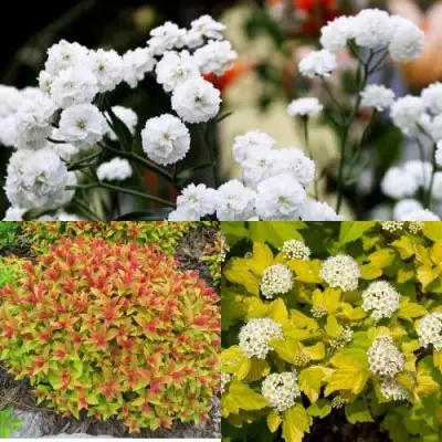 Комплект СОЛНЕЧНЫЙ МИКС в Лиде