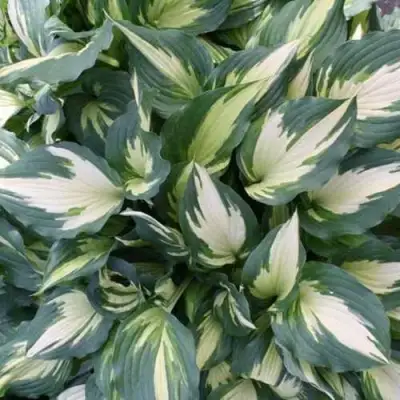 Хоста КРИСМАС КЭНДИ гибридная в Лиде