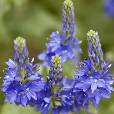 Вероника австрийская в Лиде