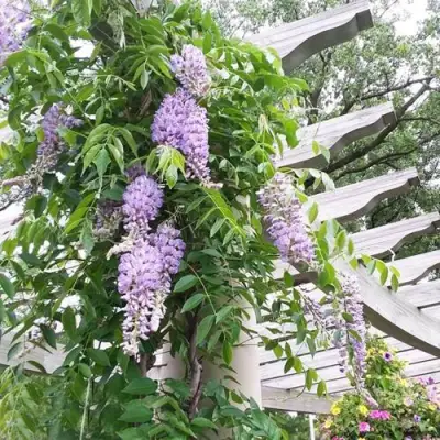 Глициния макростахия БЛЮ МУН в Лиде