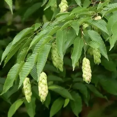 Граб японский в Лиде