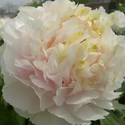 Пион ЗОЛОТОЙ ИЗУМРУД древовидный в Лиде