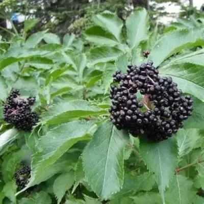 Бузина черная КЛАДЗЕЗЬ в Лиде