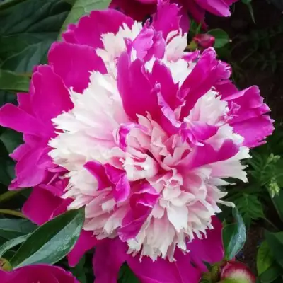 Пион КАПЛЯ РОСЫ травянистый в Лиде