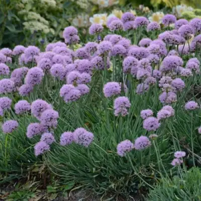 Лук ЛИЗА БЛЮ стареющий в Лиде