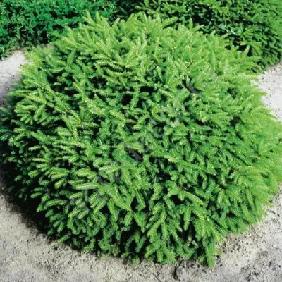 Ель НИДИФОРМИС обыкновенная в Лиде