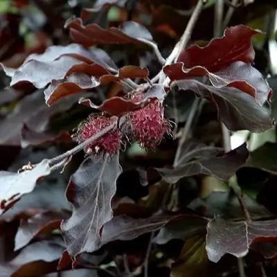 Бук лесной АТРОПУНИЦЕА в Лиде