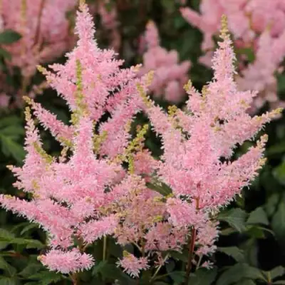 Астильба ЮНИК САЛМОН гибридная в Лиде