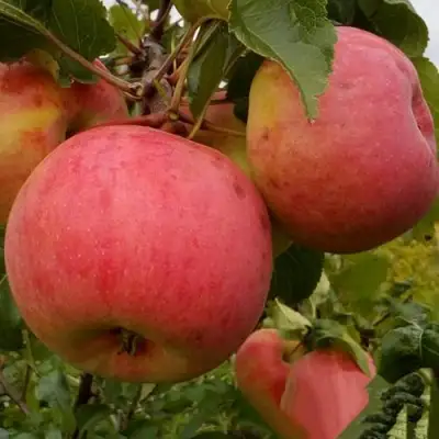 Яблоня БОЛОТОВСКОЕ в Лиде