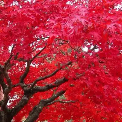 Клен гиннала  в Лиде