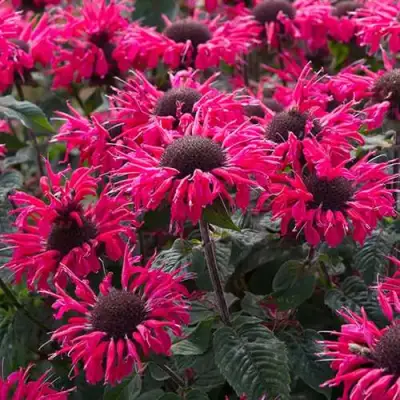 Монарда БИ МЭРИ гибридная в Лиде