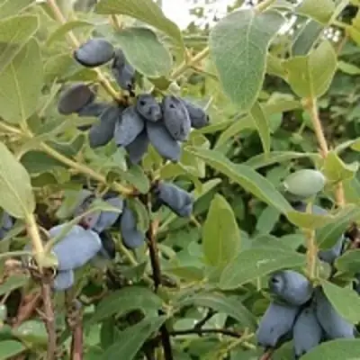 Жимолость съедобная НИМФА (ГАММА) в Лиде