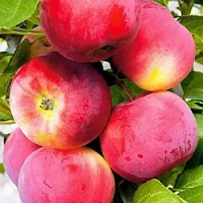 Яблоня СЕРЕБРЯНОЕ КОПЫТЦЕ в Лиде