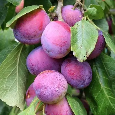 Слива БЛЮ СВИТ колонновидная в Лиде