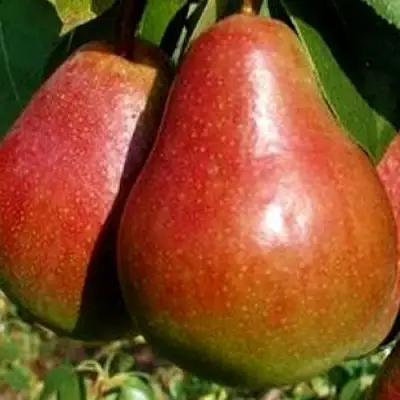 Груша ГЕРА в Лиде