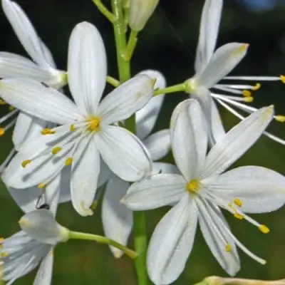 Венечник ветвистый в Лиде