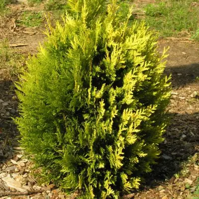 Туя КОППЕР ГОЛД западная в Лиде