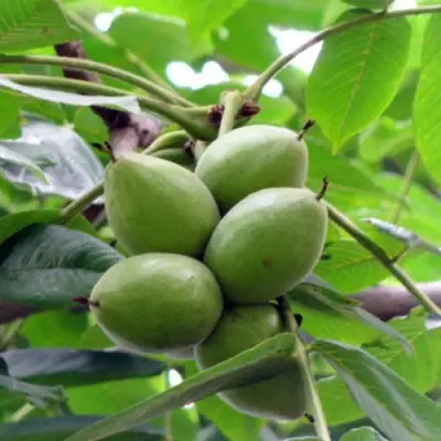 Орех маньчжурский МИЧУРИНЕЦ в Лиде