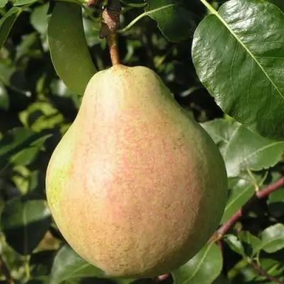 Груша ЛИРА в Лиде