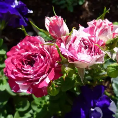 Роза ФЛЕШ ДАНС спрей в Лиде