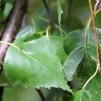 Береза ПОВИСЛАЯ в Лиде