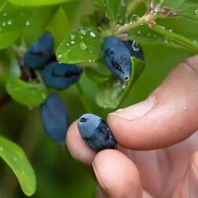 Жимолость съедобная АМФОРА в Лиде