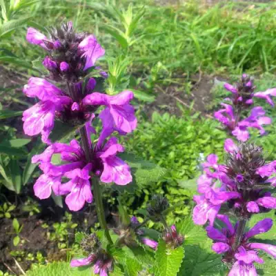 Буквица крупноцветковая в Лиде