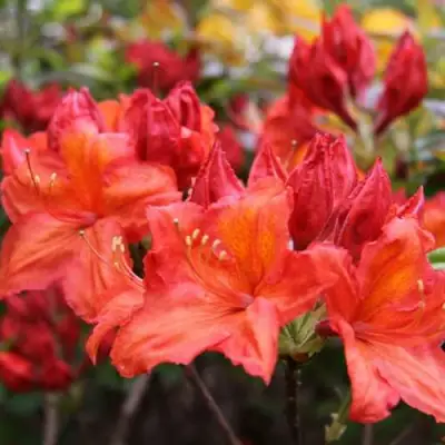 Азалия ЛИЛИНШТЕЙН японская в Лиде