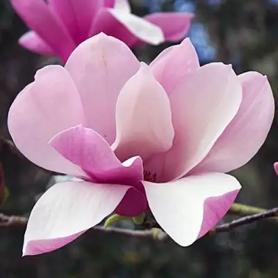 Магнолия РИККИ в Лиде