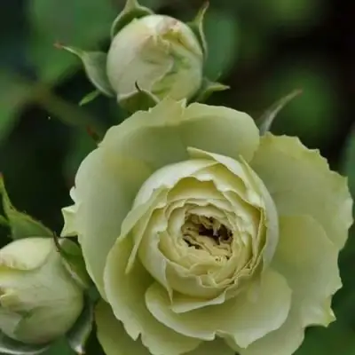 Роза ГРИН ДАЙМОНД миниатюрная в Лиде