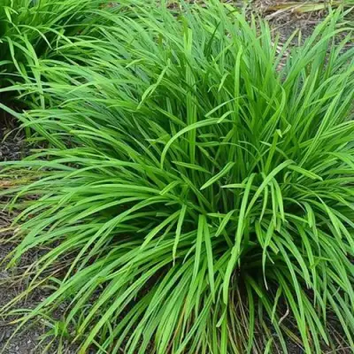 Осока АЙРИШ ГРИН в Лиде