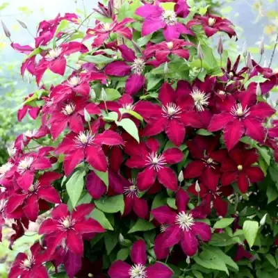 Клематис МАЗОВШЕ в Лиде