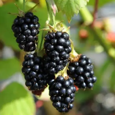 Саженцы ежевики