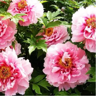 Пион СЕРЕБРИСТЫЙ РУЧЕЙ древовидный в Лиде