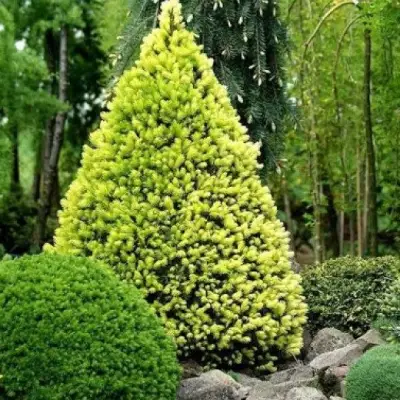 Ель РЕЙНБОУЗ ЭНД сизая в Лиде