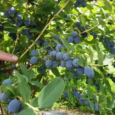 Жимолость съедобная КЛУБНИЧНАЯ СЕНСАЦИЯ в Лиде