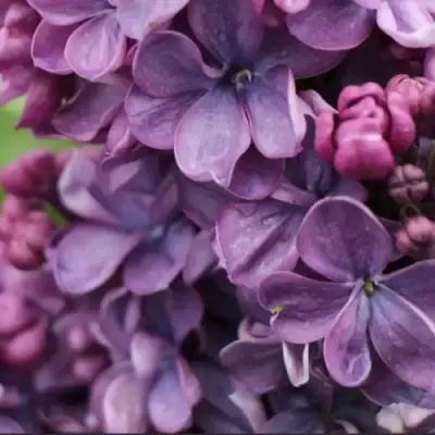 Сирень ВИОЛЕТТА в Лиде