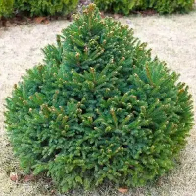 Ель БАРРИ обыкновенная в Лиде