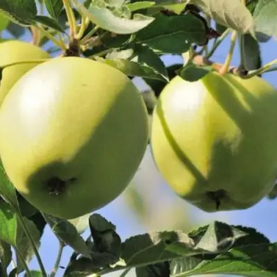 Яблоня САХАРНАЯ в Лиде