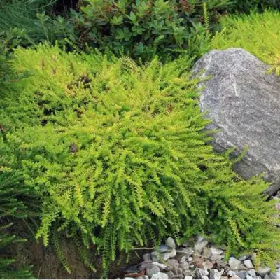 Водяника БЕРНШТЕЙН черная в Лиде