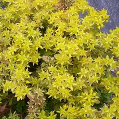 Очиток (седум) ИММЕРГРЮНХЕН в Лиде