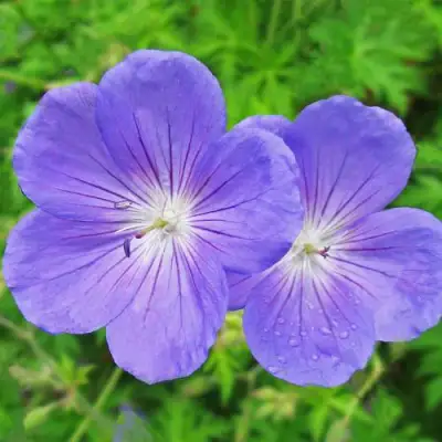 Герань БРУКСАЙД гибридная в Лиде