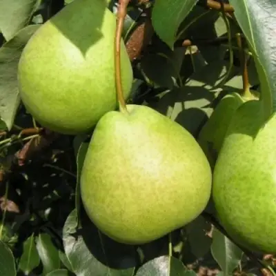 Груша ЛАГОДНАЯ в Лиде