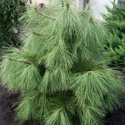 Сосна желтая  в Лиде