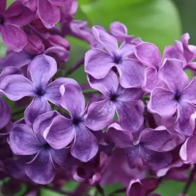 Сирень СУМЕРКИ в Лиде