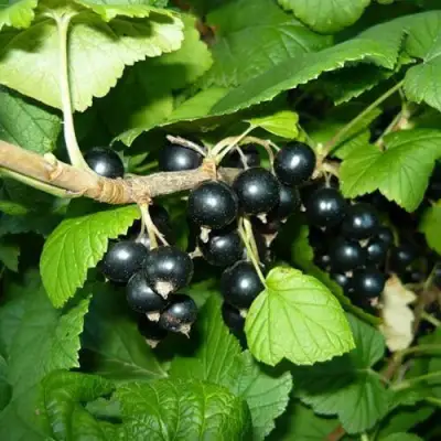 Смородина черная БАГИРА в Лиде