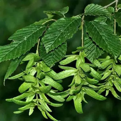 Граб  в Лиде