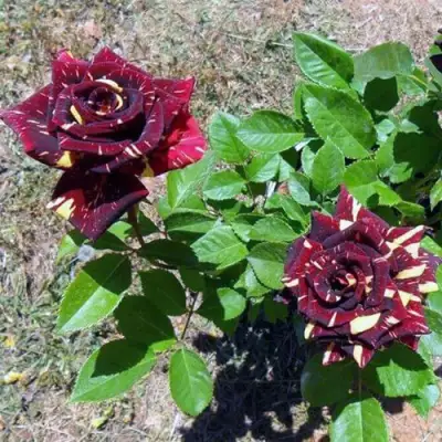 Роза АБРАКАДАБРА чайно-гибридная в Лиде